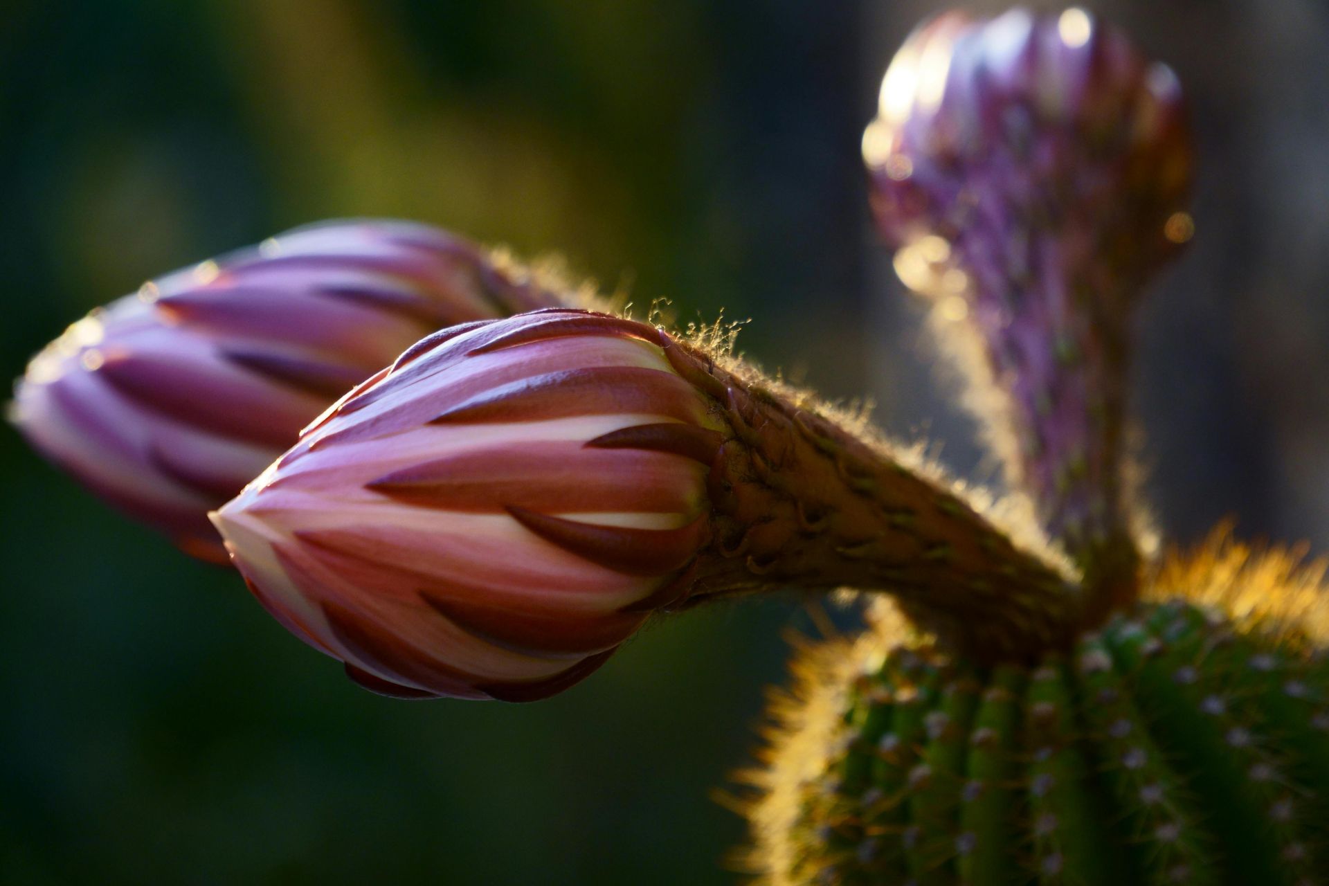 Detailed close-up of pink cactus buds in sunlight, showcasing natural growth and beauty.