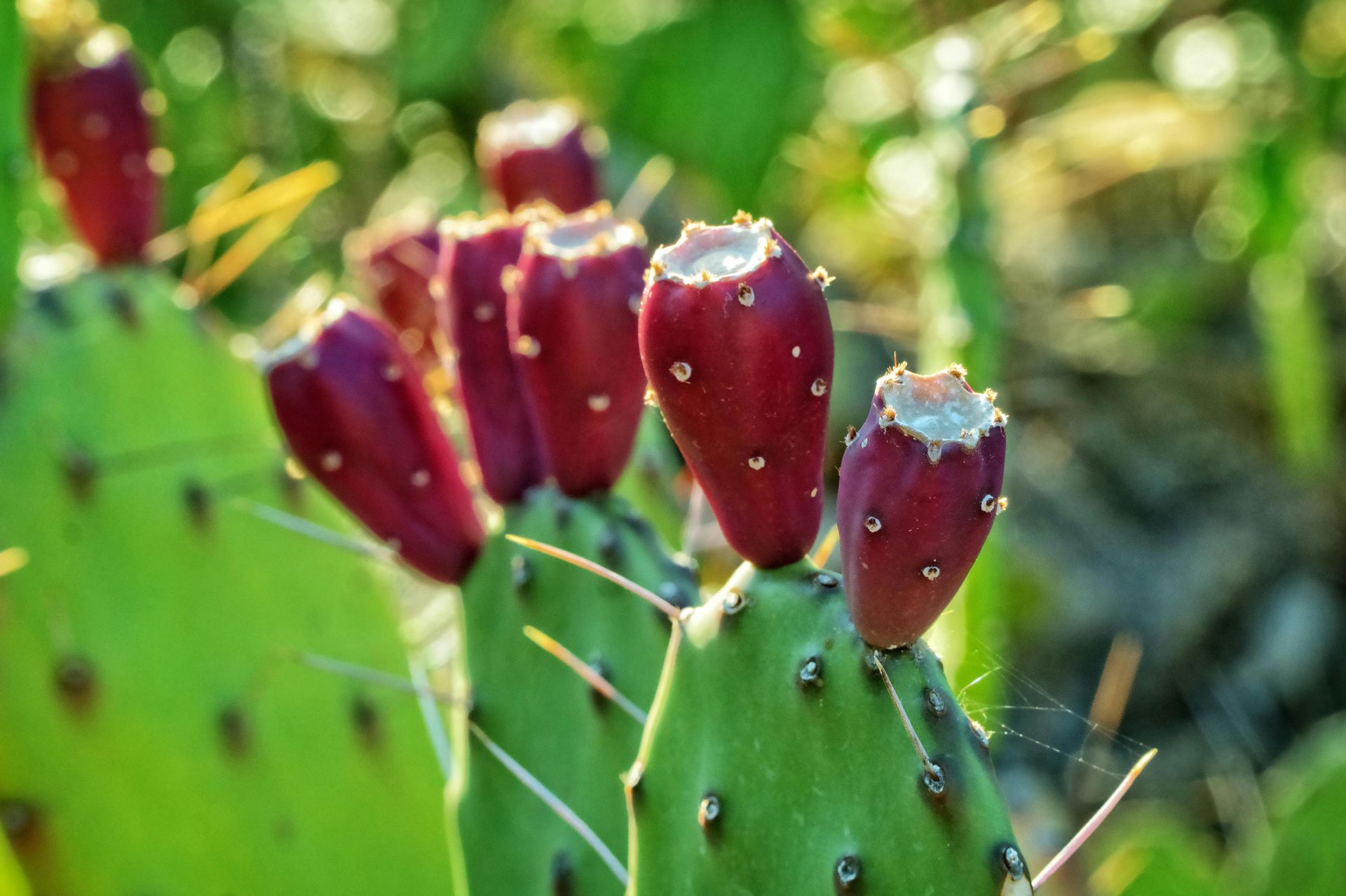 Vibrant prickly pear cactus with ripe red fruits in natural setting.