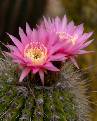 Close-up of vibrant pink cactus flowers blooming with sharp spines in Madrid, Spain.